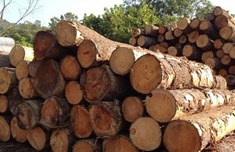 深圳貿(mào)易公司-進(jìn)口山毛櫸報(bào)關(guān)案例